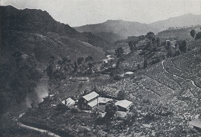 Plantacja herbaty syngaleskiej, 1924 autorstwa Unbekannt