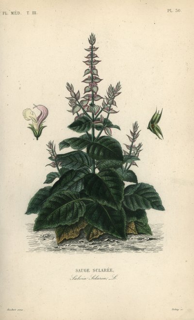 Szałwia muszkatołowa, Salvia sclarea, Sauge sclaree autorstwa Unbekannt