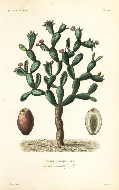 Kaktus koszenilowy, Nopalea cochenillifera, Opuntia cochenillifera, Cactus cochenillifer, Cactus coccinellifer, Cactus a cochenilles autorstwa Unbekannt