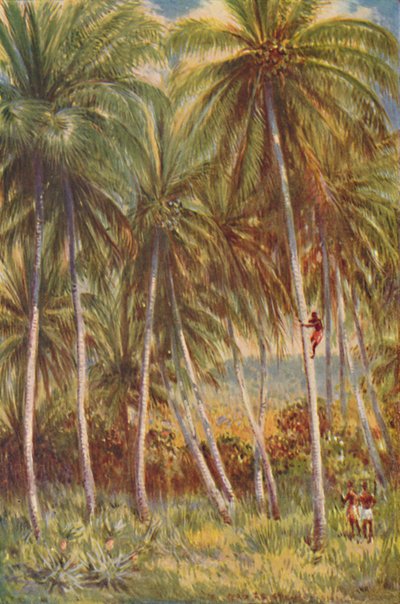 Palmy kokosowe, 1924 autorstwa Unbekannt