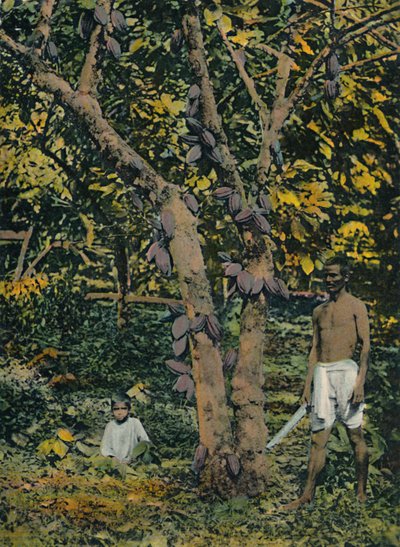 Kakao w pełnym łożysku, Trynidad i Tobago, c1914. autorstwa Unbekannt