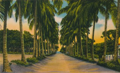 Coconut Avenue, Barranquilla, ok. 1940, autorstwa Unbekannt