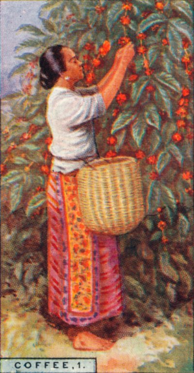 Kawa, 1. - Zbieranie jagód, Indie Wschodnie, 1928 autorstwa Unbekannt