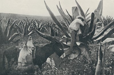 Zbieranie wody miodowej z Maguey, 1916 autorstwa Unbekannt