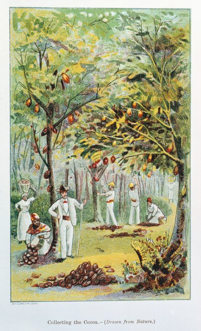 Zbieranie kakao, Wenezuela, 1892 autorstwa Unbekannt