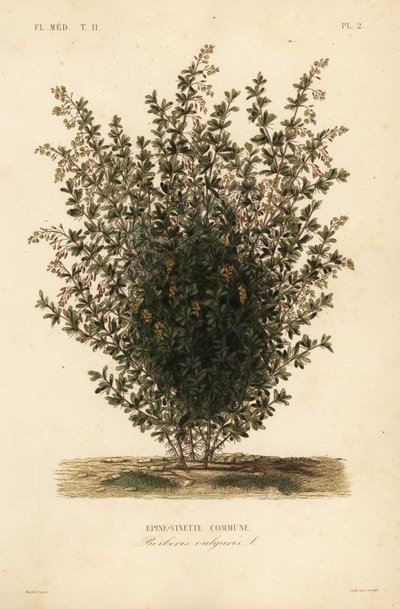 Berberys zwyczajny, Berberis vulgaris, Berberys zwyczajny autorstwa Unbekannt