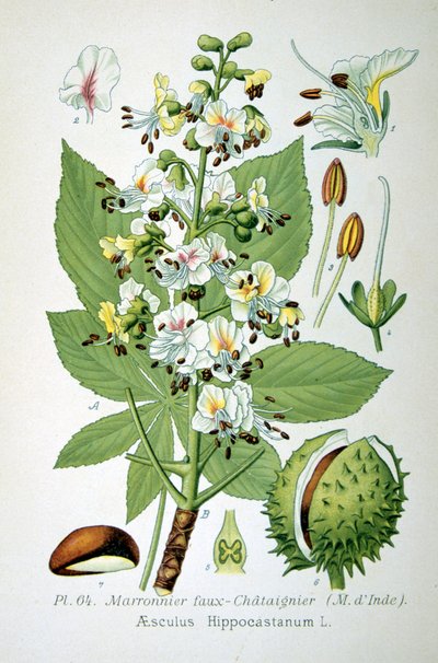 Kasztanowiec zwyczajny, 1893 autorstwa Unbekannt