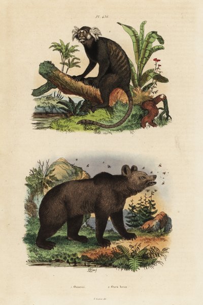 Marmozeta zwyczajna Callithrix jacchus 1 i niedźwiedź brunatny Ursus arctos z pszczołami 2 autorstwa Unbekannt