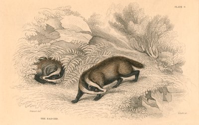 Borsuk zwyczajny lub euroazjatycki Meles meles, 1828 autorstwa Unbekannt