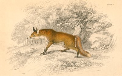 Lis pospolity lub rudy Vulpes vulpes, 1828 autorstwa Unbekannt