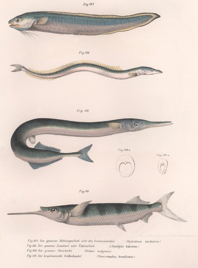 Pospolita ryba wężowa. dobijakowaty. Wspólny Hornhecht. Brazylijski półdziób, ok. 1850 autorstwa Unbekannt