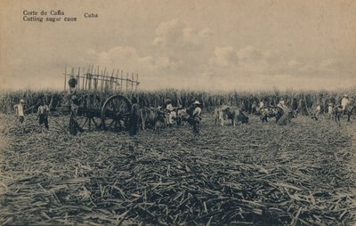 Cana Court - Cięcie trzciny cukrowej - Kuba, c1910 autorstwa Unbekannt