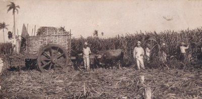 Corte de Canna. - Zbieranie trzciny cukrowej. Kuba, ok. 1900 autorstwa Unbekannt