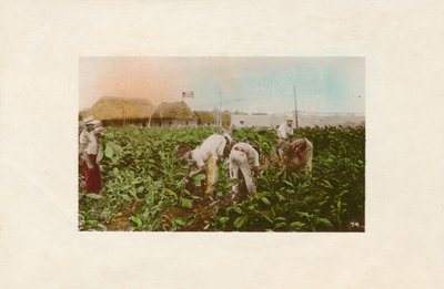 Zbiór tytoniu. - Plantacja tytoniu., ok. 1910 r. autorstwa Unbekannt