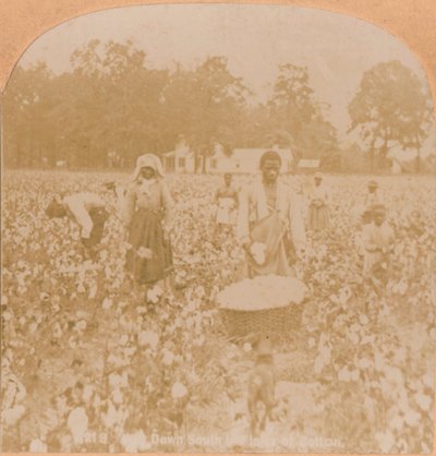 Zbieranie bawełny., ok. 1900 autorstwa Unbekannt