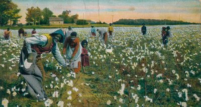 Zbieranie bawełny, Augusta, Gruzja, ok. 1900 autorstwa Unbekannt
