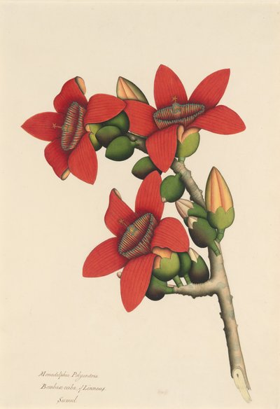 Kwiaty drzewa bawełnianego, ca. 1800-1805. autorstwa Unbekannt