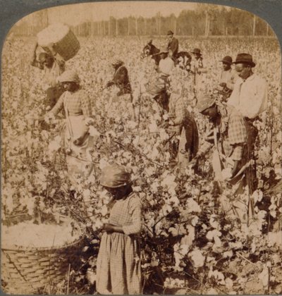 Bawełna jest królem - scena plantacji z zbieraczami przy pracy. Gruzja, ok. 1900 autorstwa Unbekannt