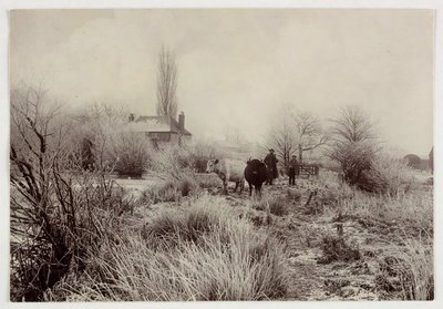 „Krowy na mroźnym polu”, wers 1890 autorstwa Unbekannt