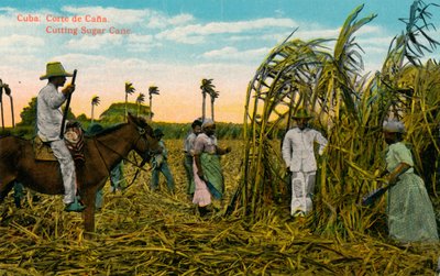 Kuba: Cięcie Cany Cięcie trzciny cukrowej, ok. 1910 r. autorstwa Unbekannt