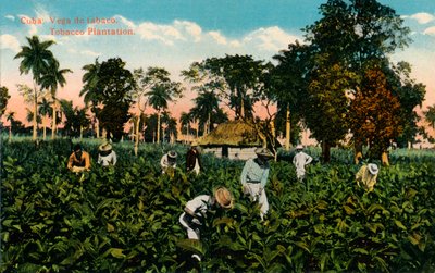 Kuba: Vega tytoniu. Plantacja tytoniu, ok. 1900 autorstwa Unbekannt