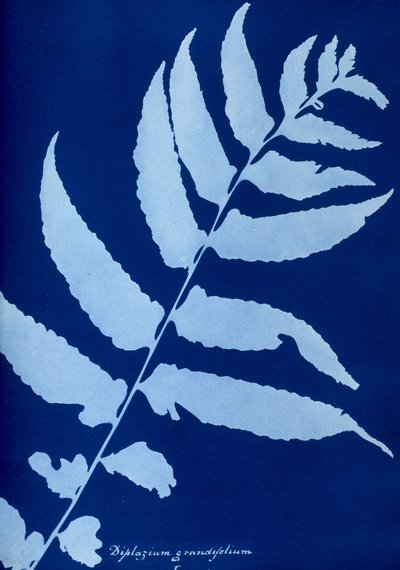 Cyanotyp Diplazium grandifolium autorstwa Unbekannt