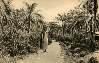 Palmy daktylowe, Basra, c1918-c1939. autorstwa Unbekannt