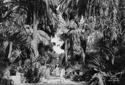 Palmy daktylowe, Palermo, Sycylia, Włochy, c1920-c1930 autorstwa Unbekannt