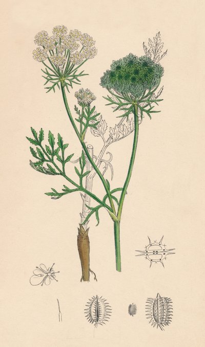 Daucus Carota. Dzika marchewka, XIX w. autorstwa Unbekannt