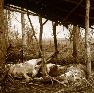 Martwe konie, Verdun, północna Francja, c1914-c1918 autorstwa Unbekannt