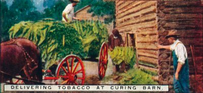 Dostarczanie tytoniu do Curing Barn, 1926 autorstwa Unbekannt