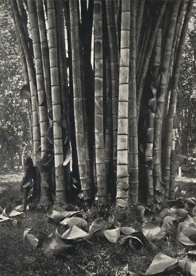 Dolna część pędów gigantycznej rośliny bambusa w Peradeniya, 1926 autorstwa Unbekannt
