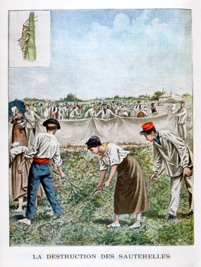 Zniszczenie pasikonika, 1901 autorstwa Unbekannt