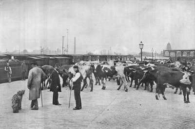 Odchów bydła, magazyn LNWR, York Road, Londyn, c1903 1903 autorstwa Unbekannt