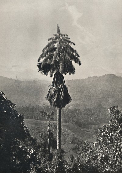 Kwitnąca palma talipotowa Corypha umbraculifera, 1926 autorstwa Unbekannt