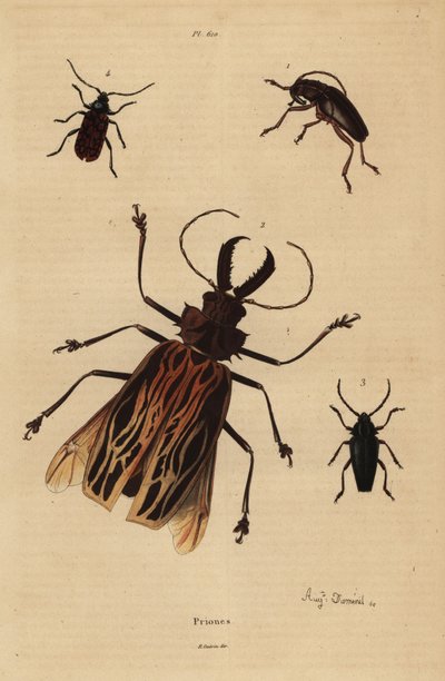Dorysthenes paradoxus 1, Macrodontia cervicornis, wrażliwy 2, Elateropsis lineatus 3 i Prionus versicolor 4 autorstwa Unbekannt