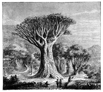 Drakona Icoda, Teneryfa, Hiszpania, ok. 1900 autorstwa Unbekannt