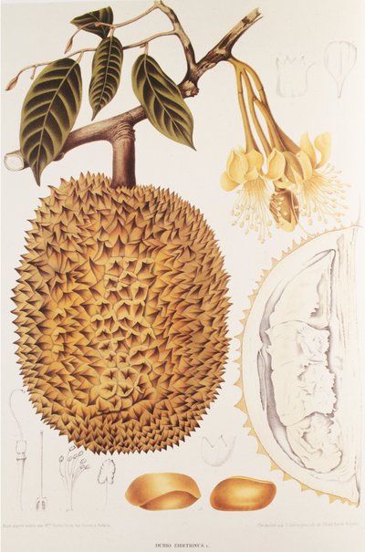 Durio zibethinus/Durian/durion autorstwa Unbekannt