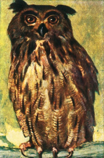 Puchacz, ok. 1928 r. autorstwa Unbekannt