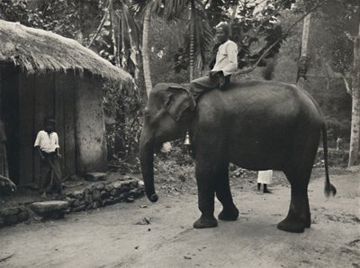 Słoń na ścieżce w pobliżu Kandy, 1926 autorstwa Unbekannt