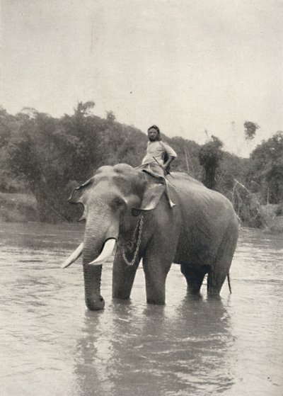Słoń z Kornakiem In der Mahavaliganga, 1926 autorstwa Unbekannt