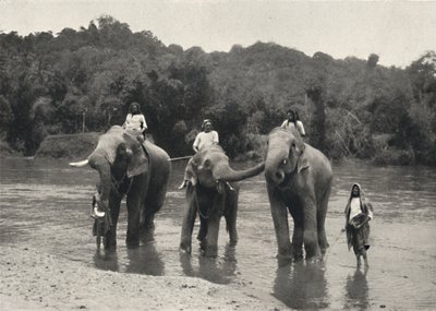 Słonie kąpiące się w Mahaaliganga, 1926 autorstwa Unbekannt