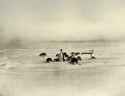 Saneczkarstwo cesarza, ok. 1908, 1909 autorstwa Unbekannt