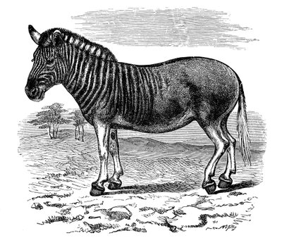 Grawerowanie kwaggi, 1893 autorstwa Unbekannt