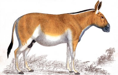 Grawerowanie Quagga, c1860 autorstwa Unbekannt