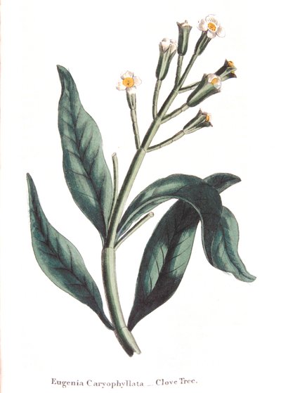 Eugenia caryophyllata - goździkowiec, 1823 autorstwa Unbekannt