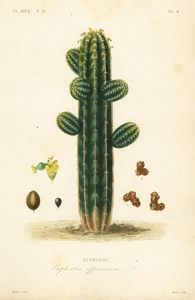 Euphorbia officinarum, Euphorbe autorstwa Unbekannt