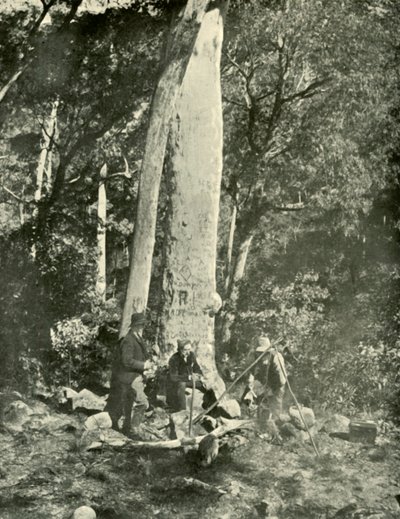 Wodospady Eurobin, Góry Buffalo, 1901. autorstwa Unbekannt