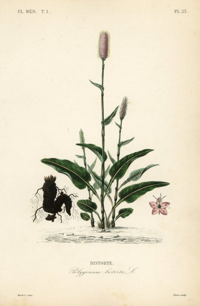 Bistort europejski lub żmijowiec, Persicaria bistorta, Polygonum bistorta, Bistorte autorstwa Unbekannt