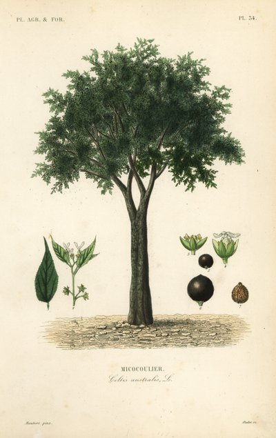 pokrzywa zwyczajna, jagoda śródziemnomorska, lote lub jagoda miodowa, celtis australis, micocoulier autorstwa Unbekannt